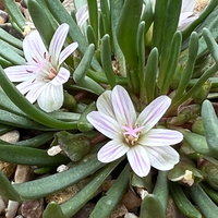 Lewisia glandulosa